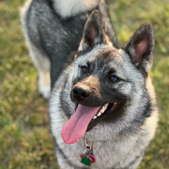 Meet your Posher, Jillian - Picture 3 of 3